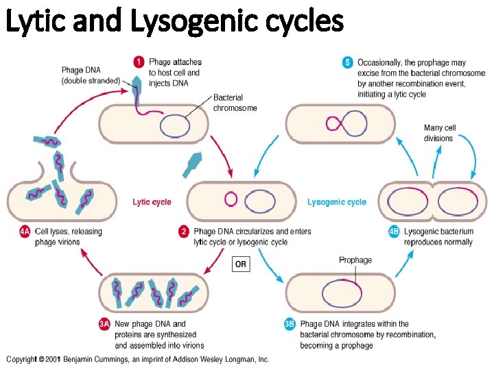 Lytic and Lysogenic cycles 