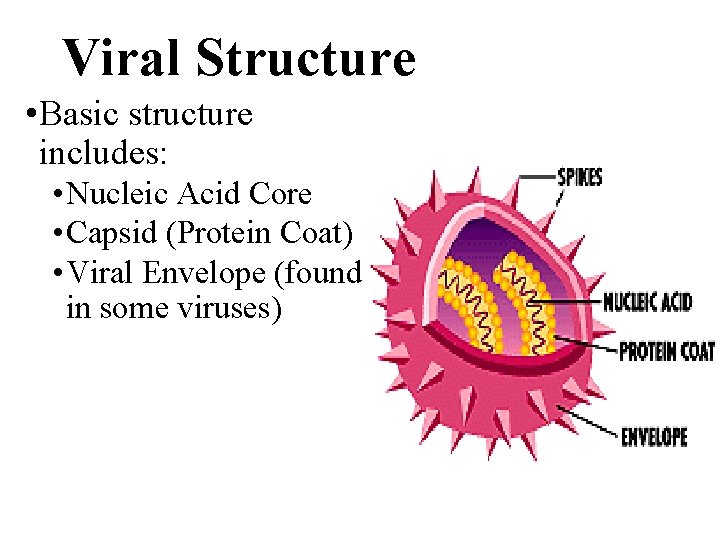 Viral Structure • Basic structure includes: • Nucleic Acid Core • Capsid (Protein Coat)