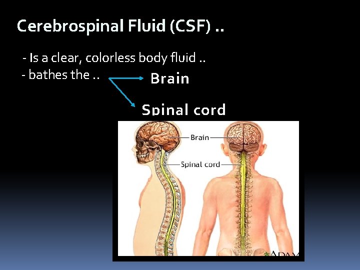 Cerebrospinal Fluid (CSF). . - Is a clear, colorless body fluid. . - bathes