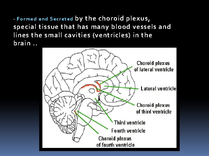 - Formed and Secreted by the choroid plexus, special tissue that has many blood