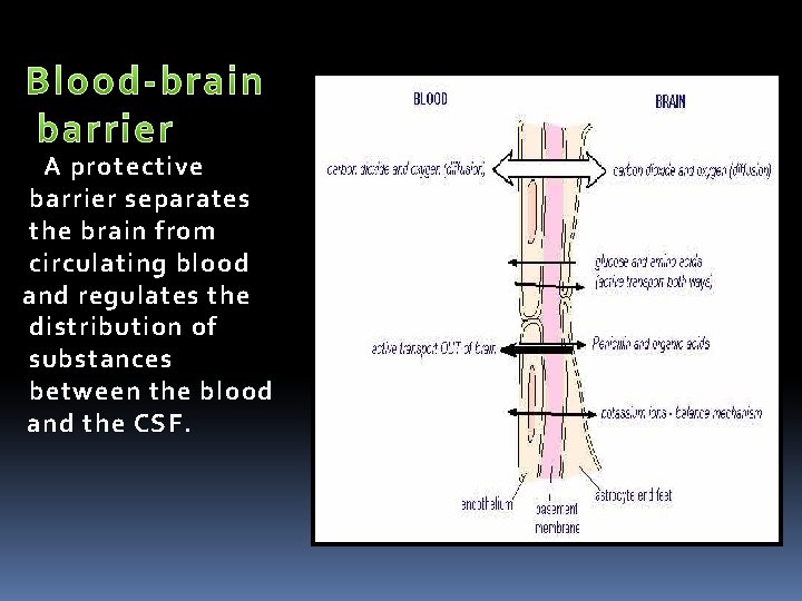  A protective barrier separates the brain from circulating blood and regulates the distribution