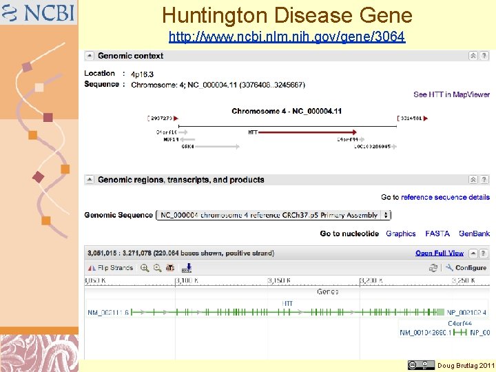 Huntington Disease Gene http: //www. ncbi. nlm. nih. gov/gene/3064 Doug Brutlag 2011 