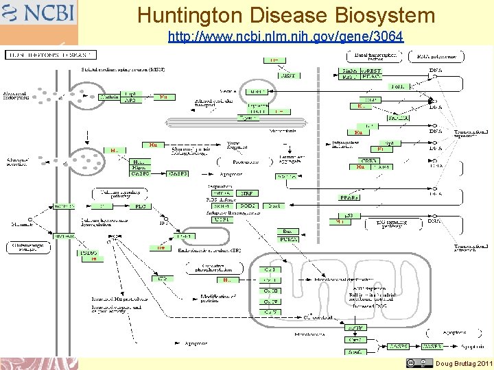 Huntington Disease Biosystem http: //www. ncbi. nlm. nih. gov/gene/3064 Doug Brutlag 2011 