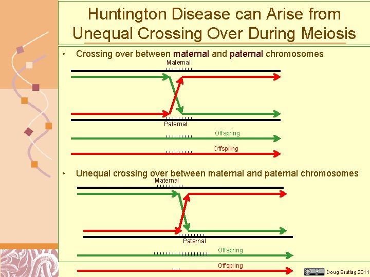 Huntington Disease can Arise from Unequal Crossing Over During Meiosis • Crossing over between