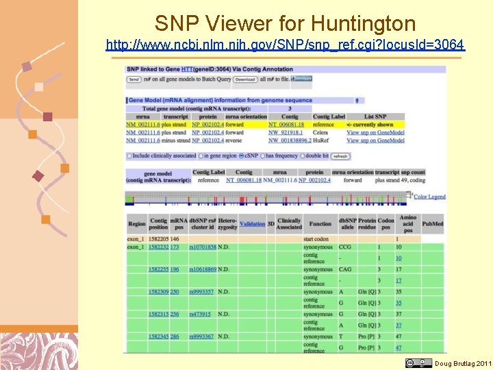 SNP Viewer for Huntington http: //www. ncbi. nlm. nih. gov/SNP/snp_ref. cgi? locus. Id=3064 Doug