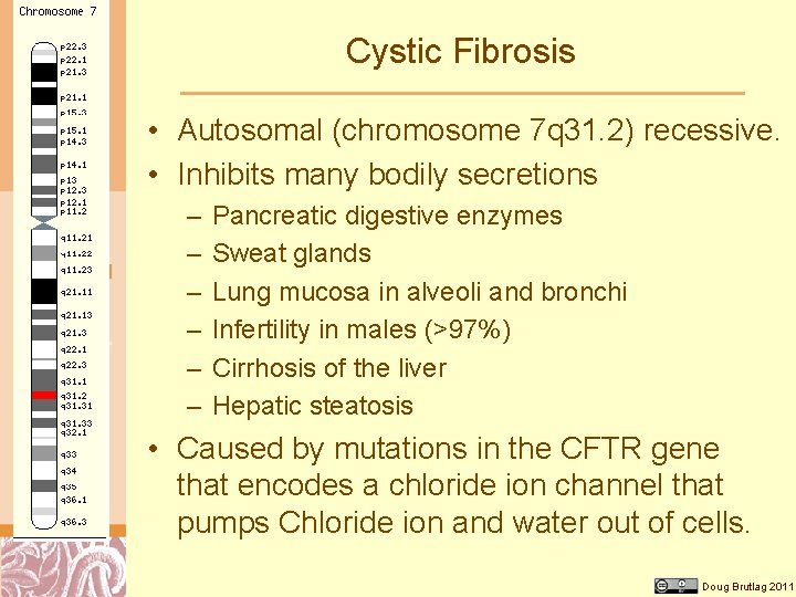Cystic Fibrosis • Autosomal (chromosome 7 q 31. 2) recessive. • Inhibits many bodily