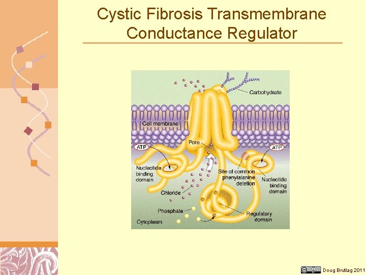 Cystic Fibrosis Transmembrane Conductance Regulator Doug Brutlag 2011 