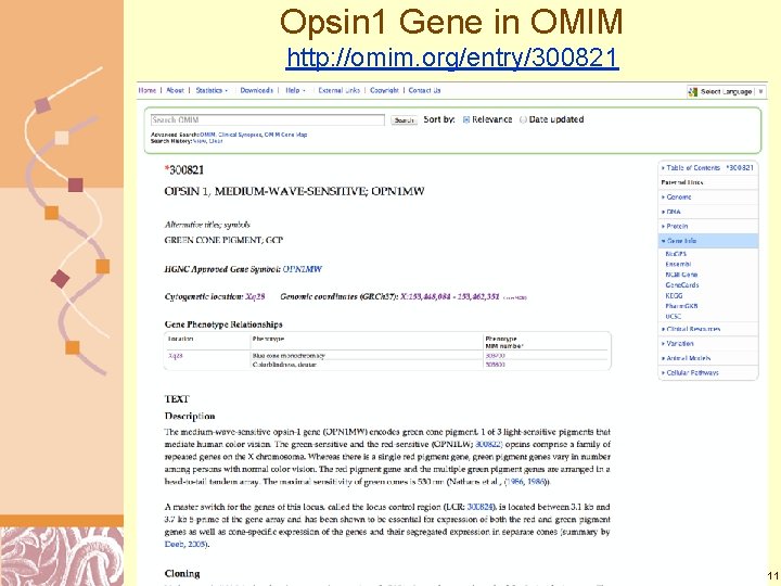 Opsin 1 Gene in OMIM http: //omim. org/entry/300821 Doug Brutlag 2011 