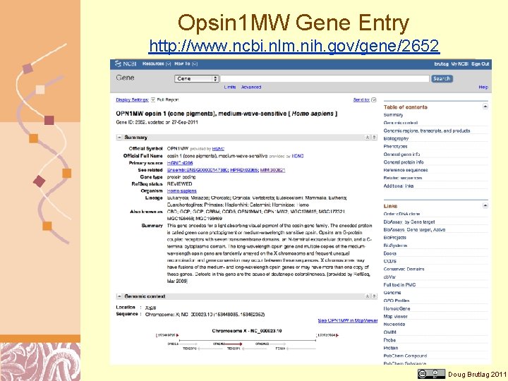 Opsin 1 MW Gene Entry http: //www. ncbi. nlm. nih. gov/gene/2652 Doug Brutlag 2011