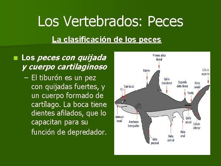 Los Vertebrados: Peces La clasificación de los peces n Los peces con quijada y
