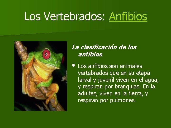Los Vertebrados: Anfibios La clasificación de los anfibios • Los anfibios son animales vertebrados