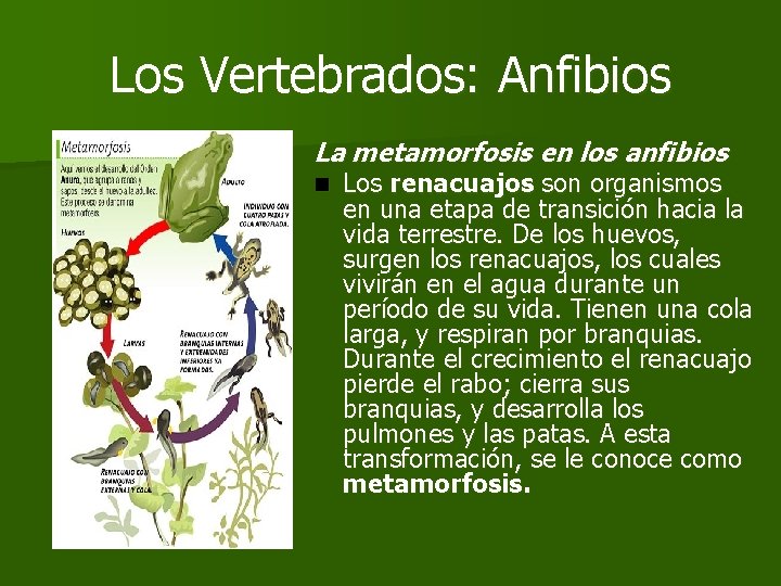 Los Vertebrados: Anfibios La metamorfosis en los anfibios n Los renacuajos son organismos en