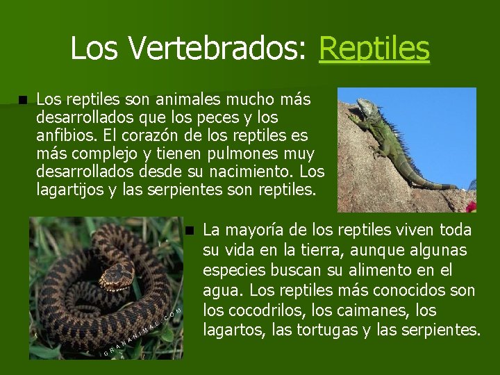 Los Vertebrados: Reptiles n Los reptiles son animales mucho más desarrollados que los peces