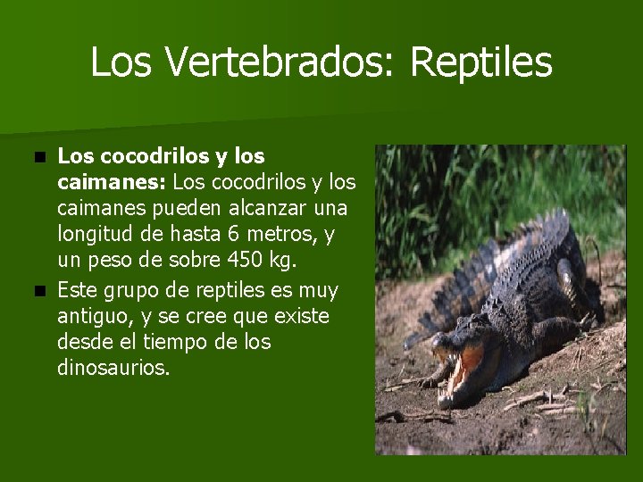 Los Vertebrados: Reptiles Los cocodrilos y los caimanes: Los cocodrilos y los caimanes pueden