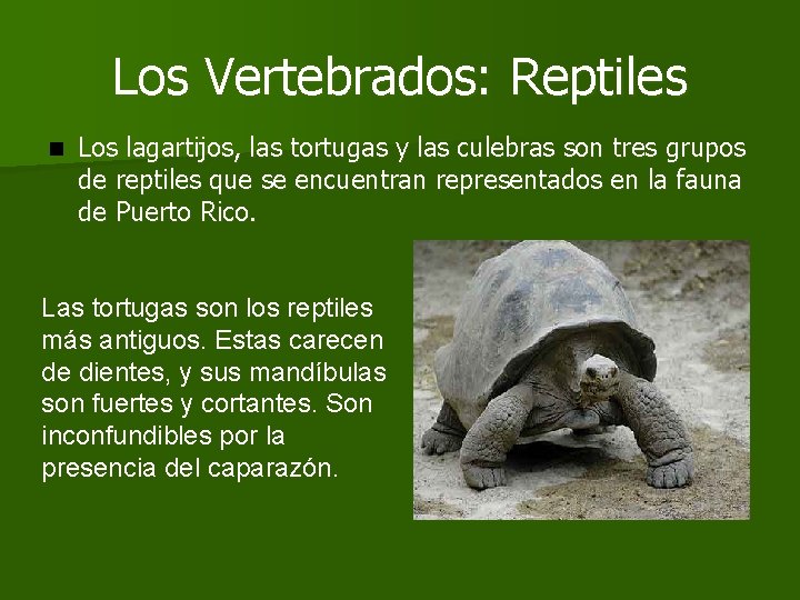 Los Vertebrados: Reptiles n Los lagartijos, las tortugas y las culebras son tres grupos