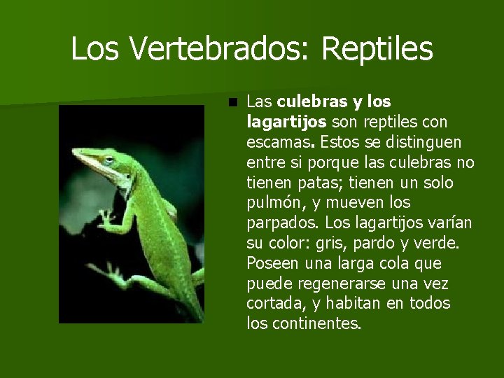 Los Vertebrados: Reptiles n Las culebras y los lagartijos son reptiles con escamas. Estos