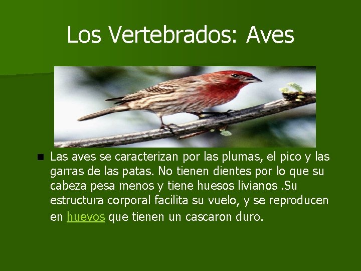 Los Vertebrados: Aves n Las aves se caracterizan por las plumas, el pico y