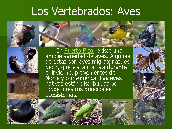 Los Vertebrados: Aves En Puerto Rico, existe una amplia variedad de aves. Algunas de