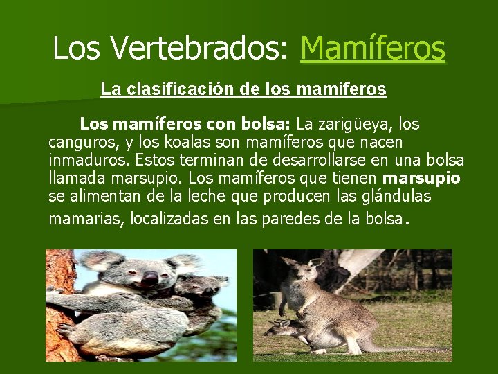 Los Vertebrados: Mamíferos La clasificación de los mamíferos Los mamíferos con bolsa: La zarigüeya,