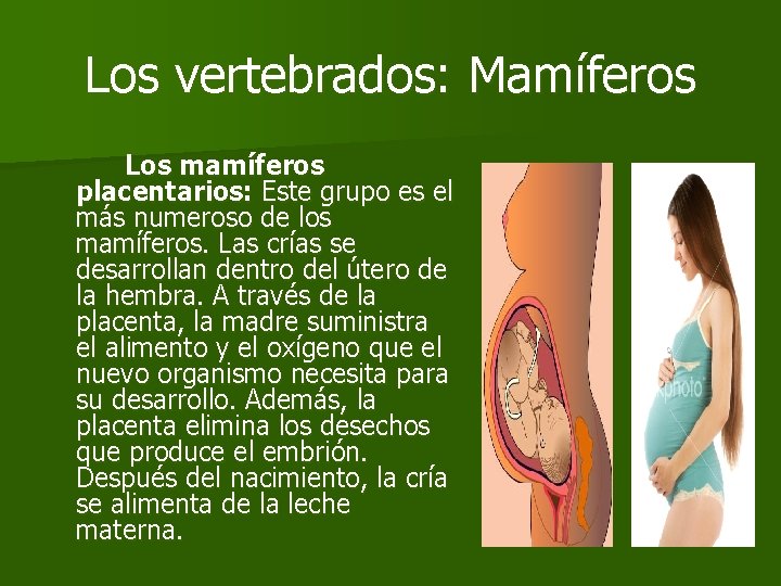 Los vertebrados: Mamíferos Los mamíferos placentarios: Este grupo es el más numeroso de los