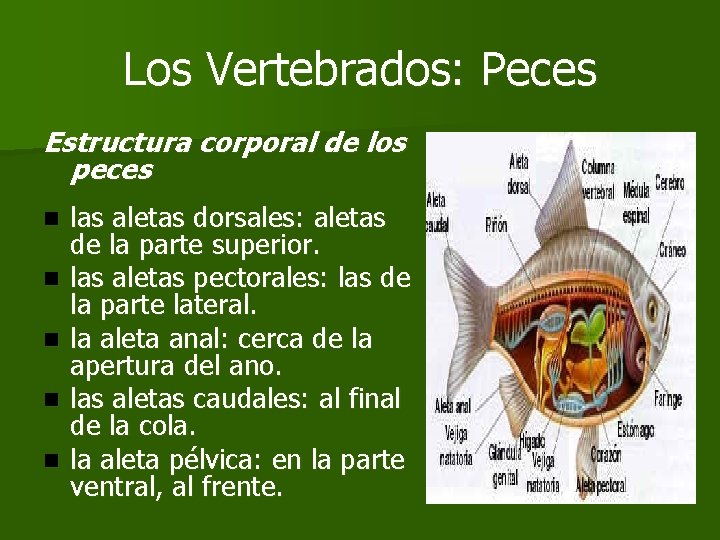 Los Vertebrados: Peces Estructura corporal de los peces n n n las aletas dorsales: