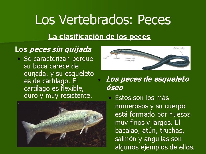 Los Vertebrados: Peces La clasificación de los peces Los peces sin quijada • Se