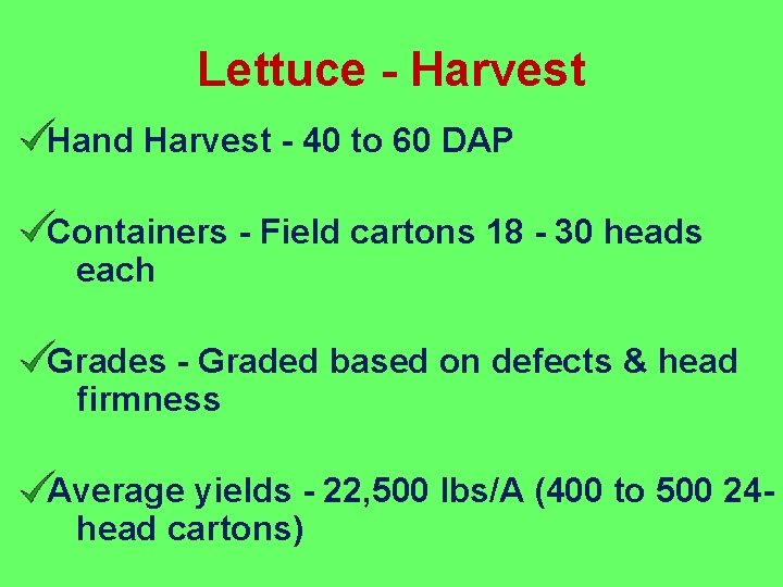 Lettuce - Harvest Hand Harvest - 40 to 60 DAP Containers - Field cartons