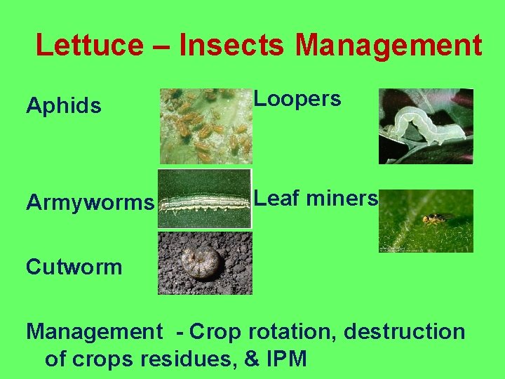 Lettuce – Insects Management Aphids Loopers Armyworms Leaf miners Cutworm Management - Crop rotation,