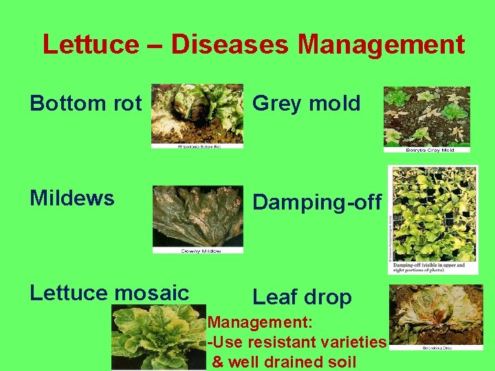 Lettuce – Diseases Management Bottom rot Grey mold Mildews Damping-off Lettuce mosaic Leaf drop