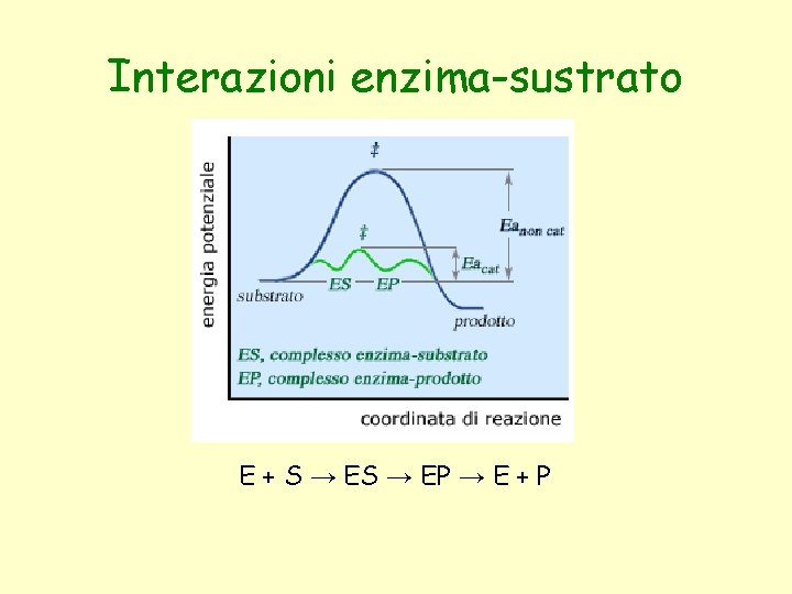 Interazioni enzima-sustrato E + S → EP → E + P 