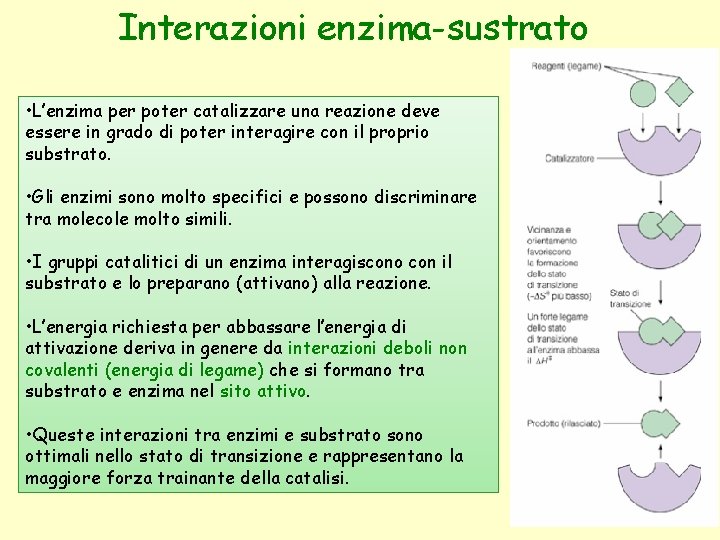 Interazioni enzima-sustrato • L’enzima per poter catalizzare una reazione deve essere in grado di