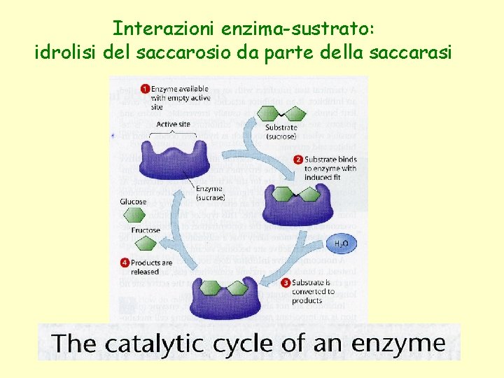 Interazioni enzima-sustrato: idrolisi del saccarosio da parte della saccarasi 