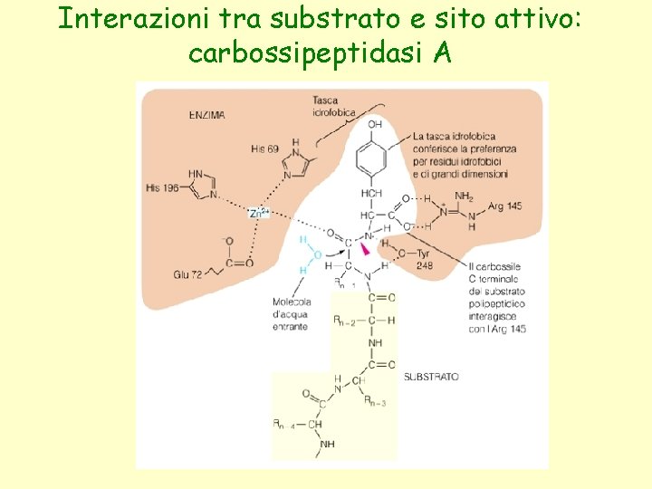 Interazioni tra substrato e sito attivo: carbossipeptidasi A 