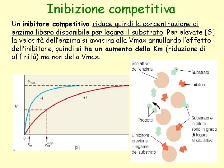 Inibizione competitiva Un inibitore competitivo riduce quindi la concentrazione di enzima libero disponibile per