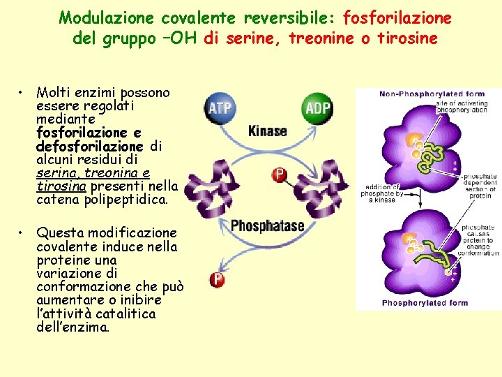 Modulazione covalente reversibile: fosforilazione del gruppo –OH di serine, treonine o tirosine • Molti
