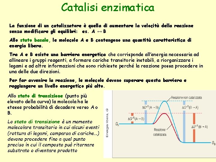 Catalisi enzimatica La funzione di un catalizzatore è quella di aumentare la velocità della