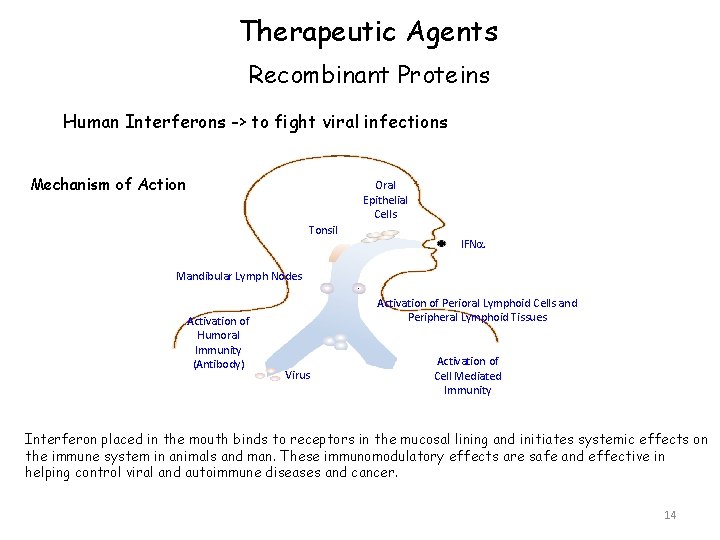 Therapeutic Agents Recombinant Proteins Human Interferons -> to fight viral infections Mechanism of Action