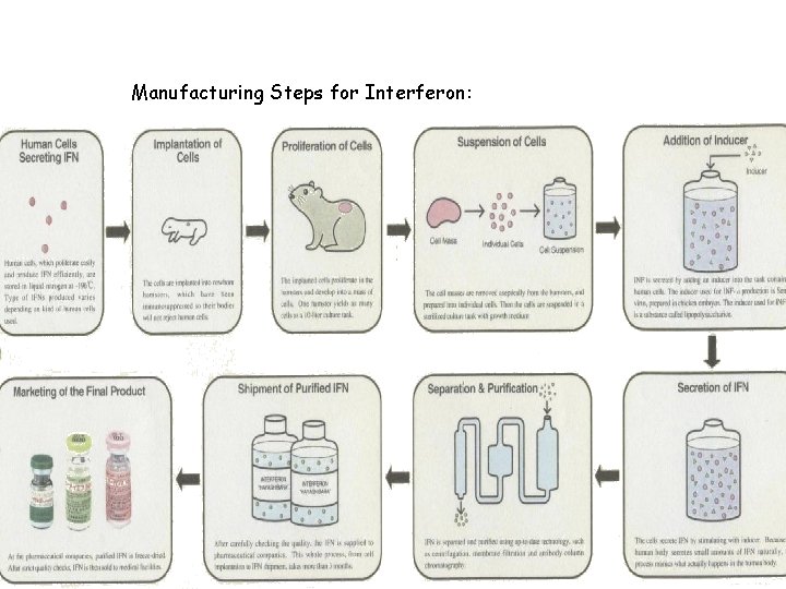 Manufacturing Steps for Interferon: 15 