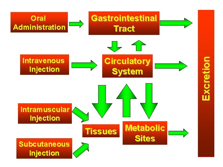 Intravenous Injection Gastrointestinal Tract Circulatory System Intramuscular Injection Subcutaneous Injection Tissues Metabolic Sites Excretion