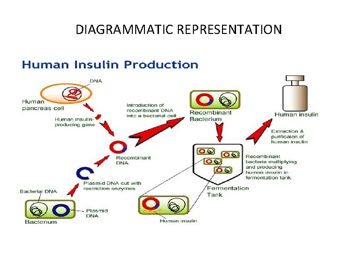 DIAGRAMMATIC REPRESENTATION 