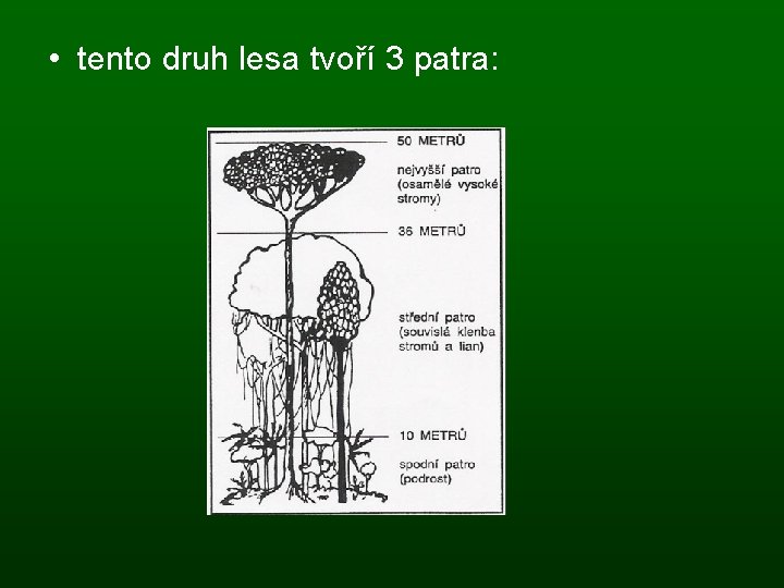 • tento druh lesa tvoří 3 patra: 