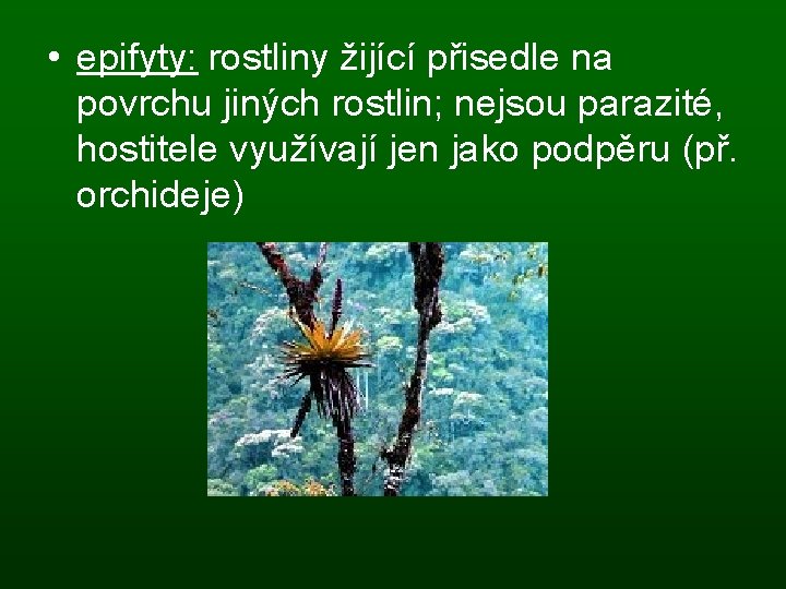  • epifyty: rostliny žijící přisedle na povrchu jiných rostlin; nejsou parazité, hostitele využívají