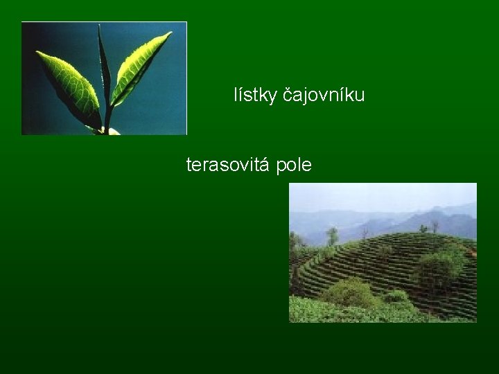 lístky čajovníku terasovitá pole 
