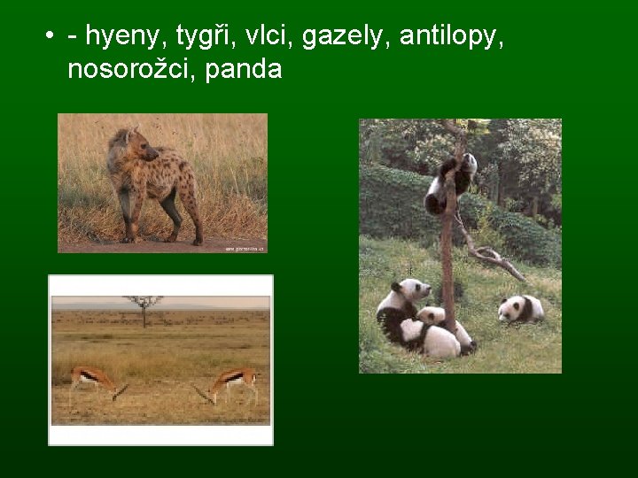  • - hyeny, tygři, vlci, gazely, antilopy, nosorožci, panda 