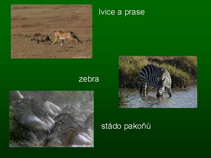  lvice a prase bradavičnaté zebra stádo pakoňů 