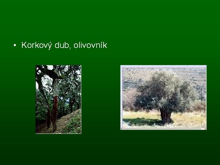  • Korkový dub, olivovník 