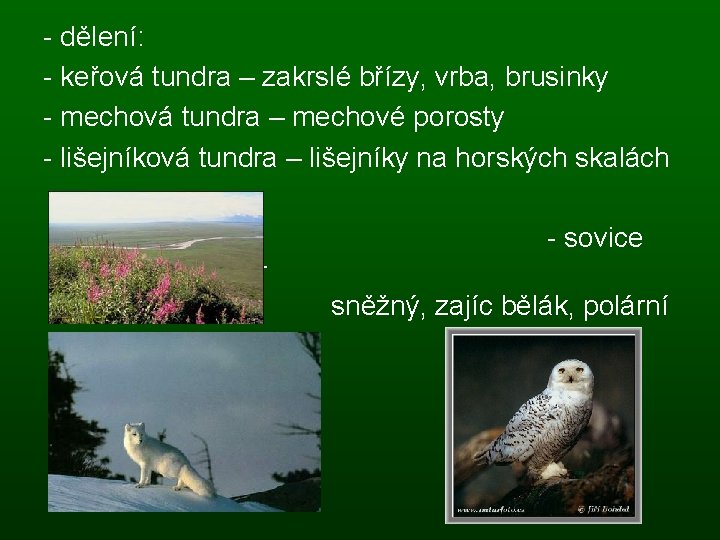 - dělení: - keřová tundra – zakrslé břízy, vrba, brusinky - mechová tundra –
