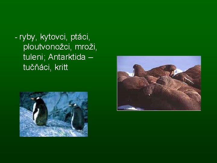 - ryby, kytovci, ptáci, ploutvonožci, mroži, tuleni; Antarktida – tučňáci, kritt 
