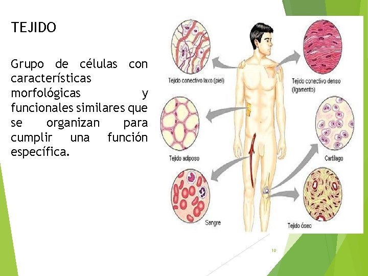 TEJIDO Grupo de células con características morfológicas y funcionales similares que se organizan para