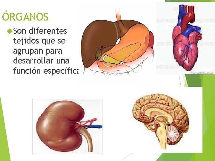 ÓRGANOS Son diferentes tejidos que se agrupan para desarrollar una función específica. 11 